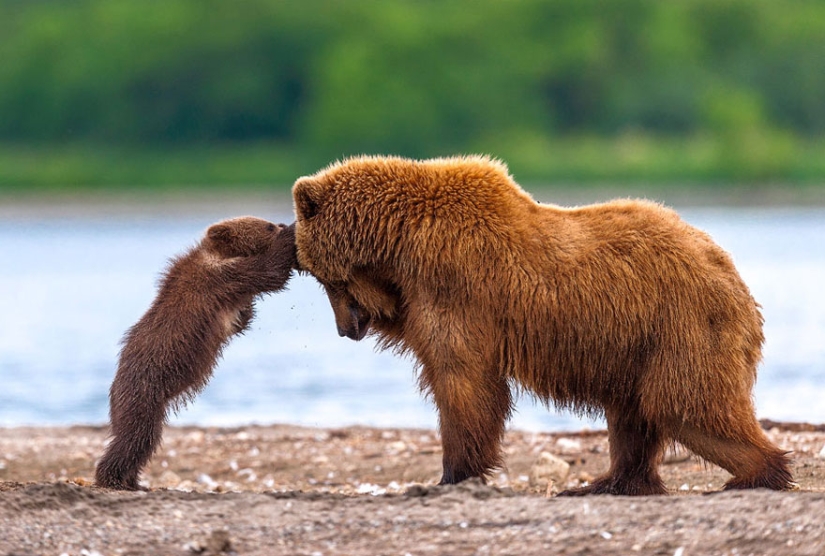 Spooning snow in the way: the sweetest mother bears teach the cubs mind-to-mind