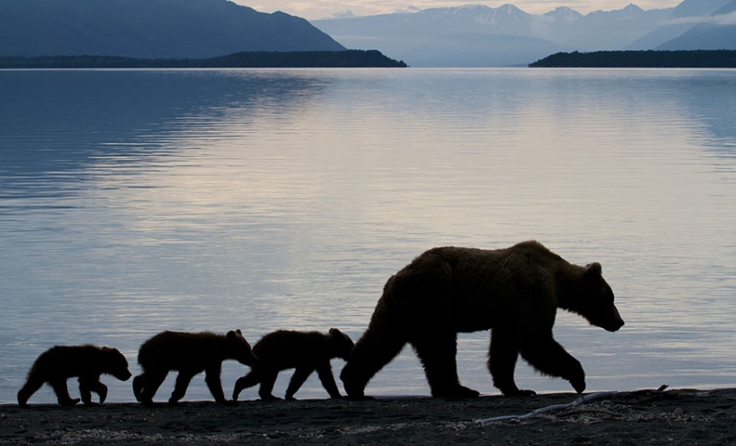 Spooning snow in the way: the sweetest mother bears teach the cubs mind-to-mind