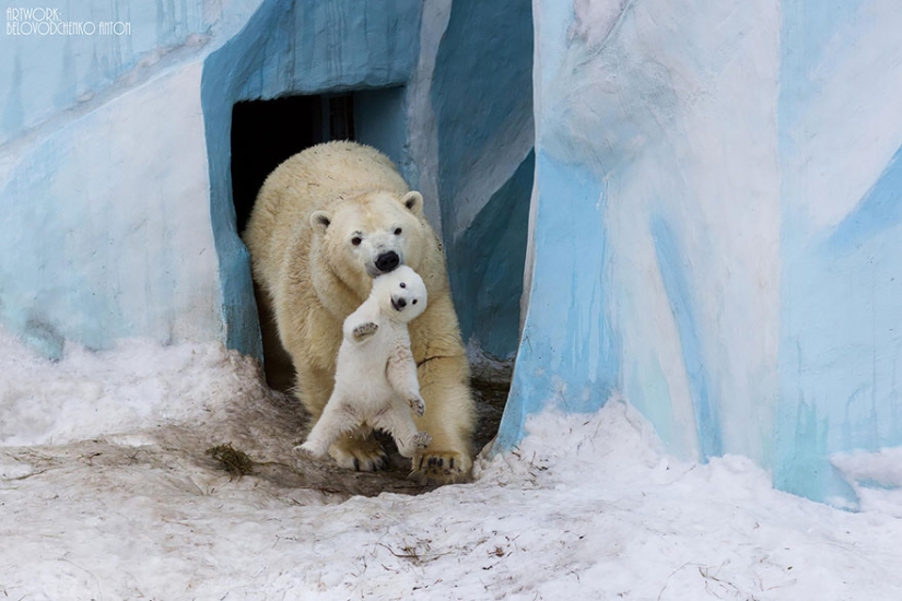 Spooning snow in the way: the sweetest mother bears teach the cubs mind-to-mind