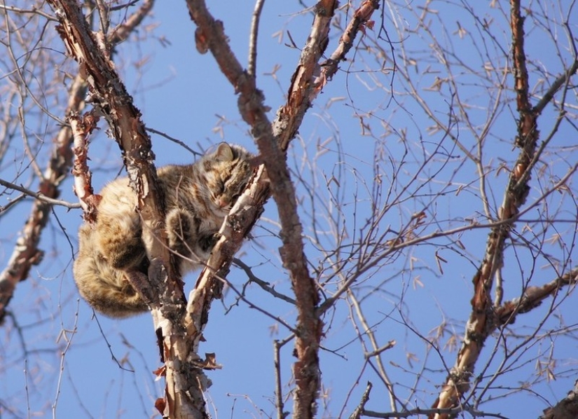 Spring has come — the cats have arrived!