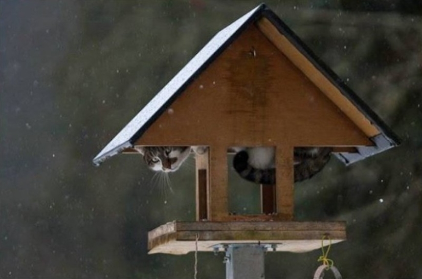 Spring has come — the cats have arrived!