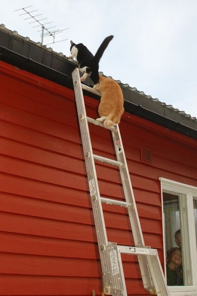 Spring has come — the cats have arrived!