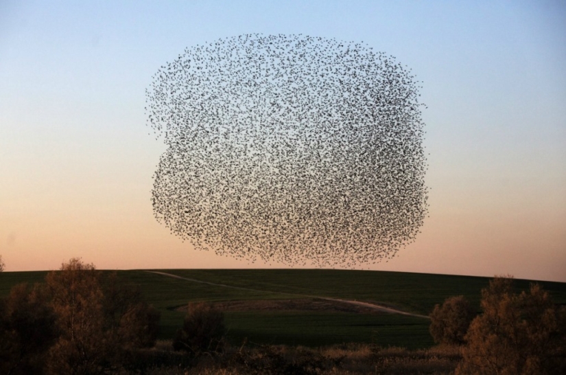 Starling dance in Israel