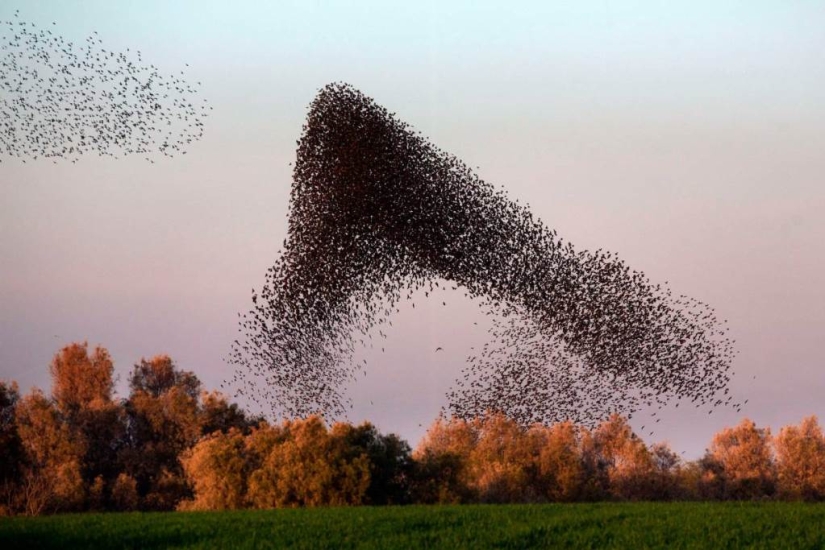 Starling dance in Israel