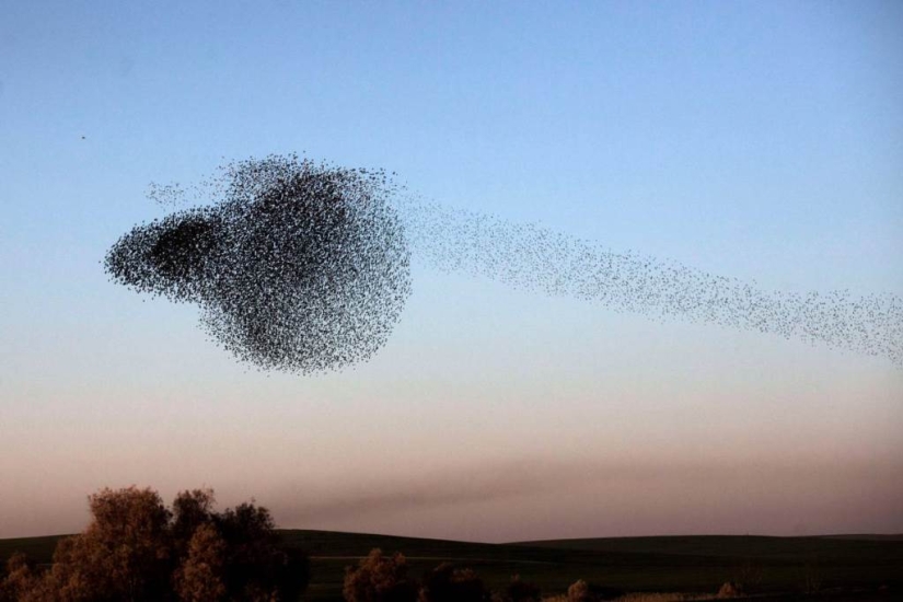 Starling dance in Israel