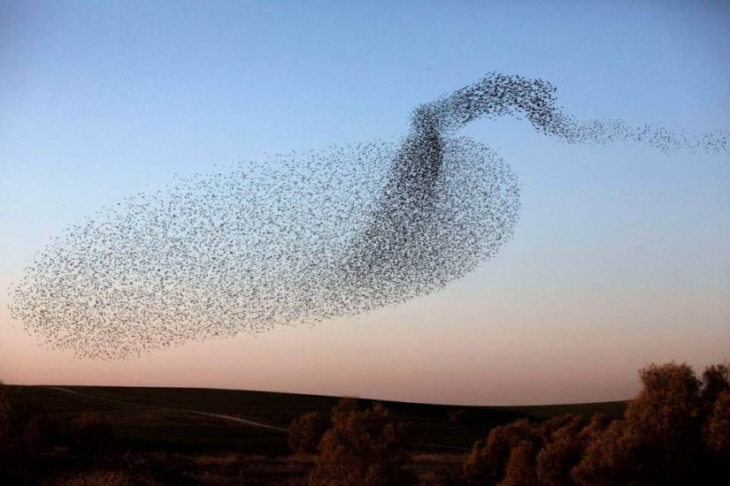 Starling dance in Israel