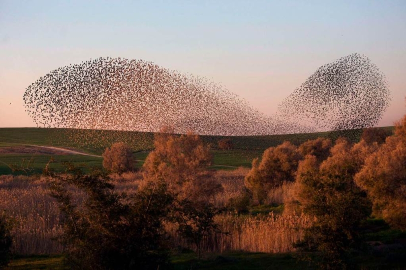 Starling dance in Israel