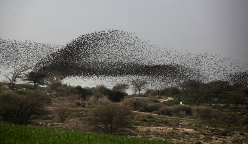 Starling dance in Israel