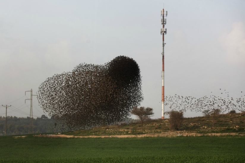 Starling dance in Israel