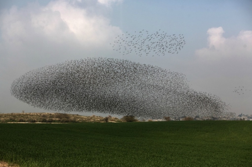 Starling dance in Israel