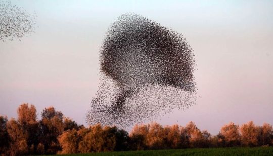 Starling dance in Israel Starling dance in Israel