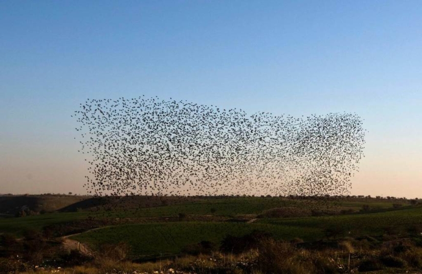 Starling dance in Israel