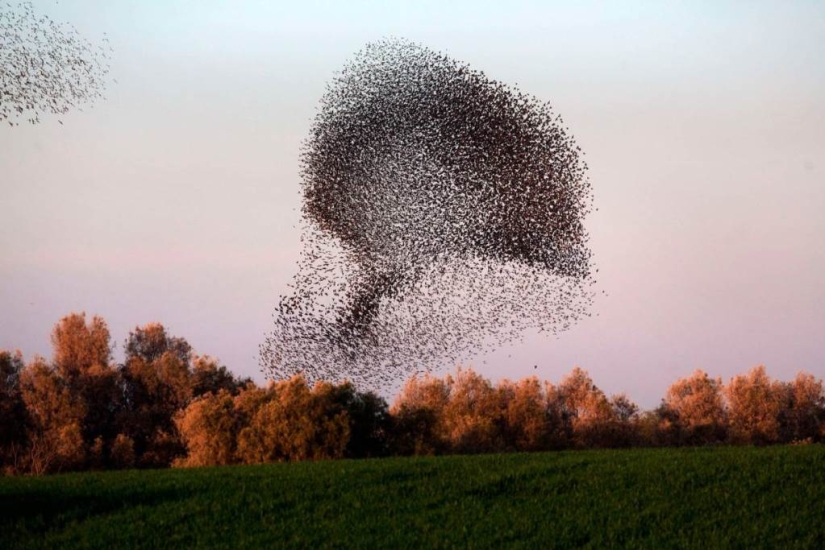 Starling dance in Israel