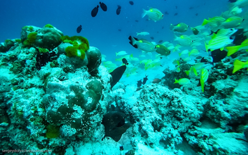 Steel aqualungs: how we swam with moray eels
