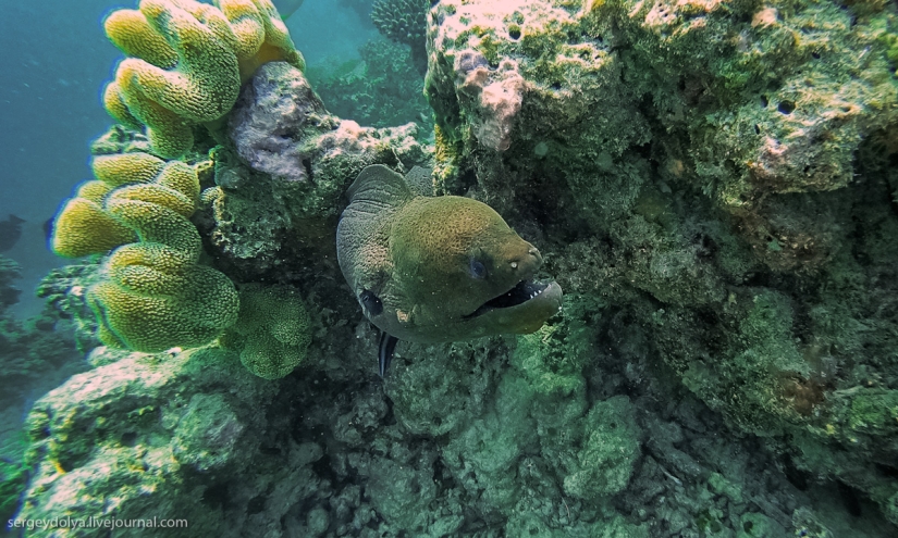 Steel aqualungs: how we swam with moray eels