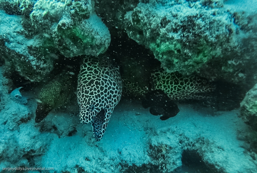 Steel aqualungs: how we swam with moray eels