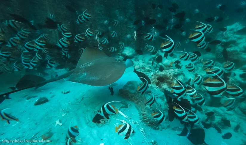 Steel aqualungs: how we swam with moray eels