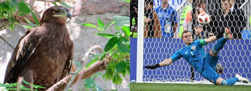 Steppe eagle named Akinfeev: Moscow Zoo named a chick in honor of the goalkeeper of the Russian national team Steppe eagle named Akinfeev: Moscow Zoo named a chick in honor of the goalkeeper of the Russian national team