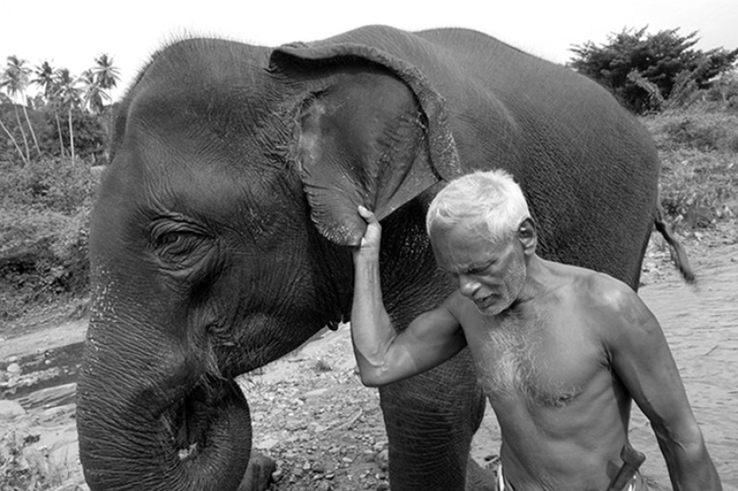Strong photos about the difficult relationship of Asians with elephants