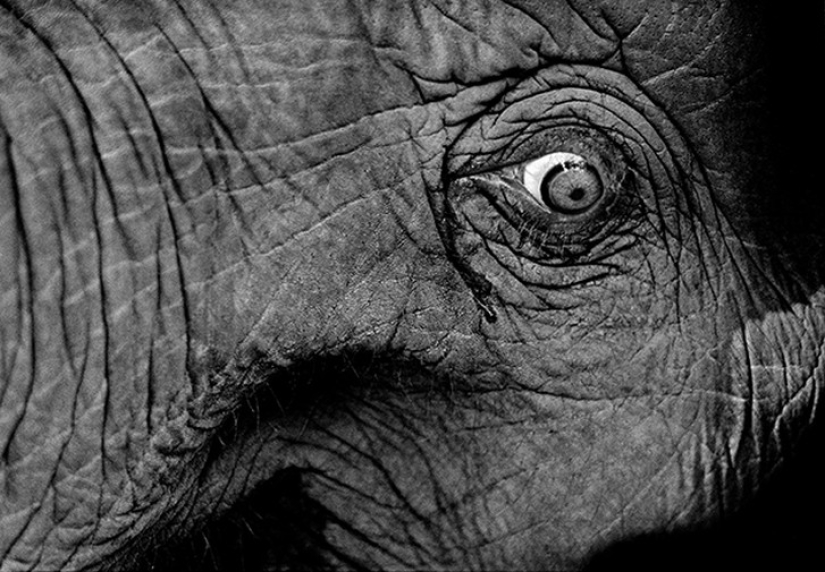 Strong photos about the difficult relationship of Asians with elephants