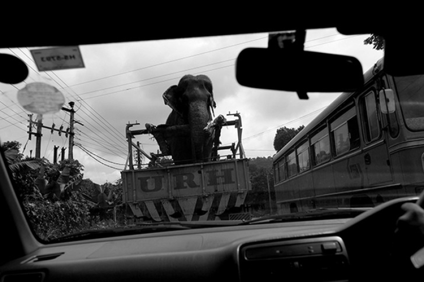 Strong photos about the difficult relationship of Asians with elephants