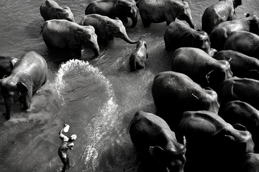 Strong photos about the difficult relationship of Asians with elephants