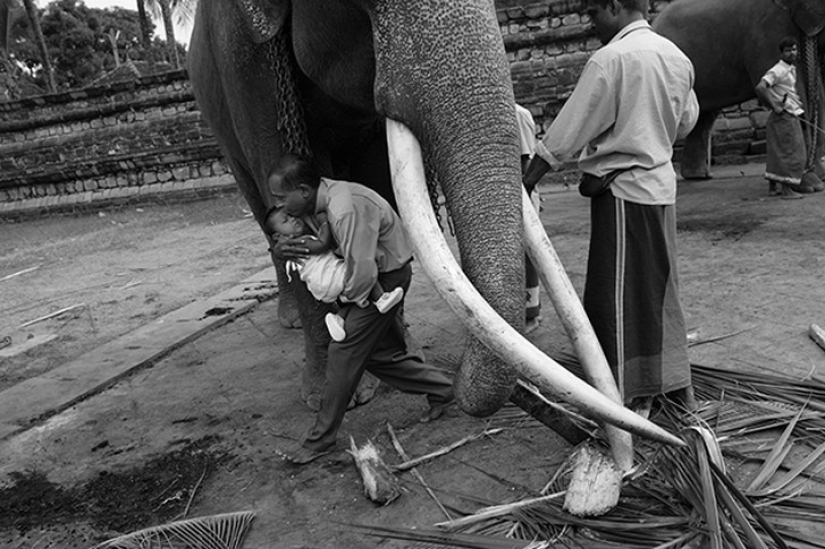 Strong photos about the difficult relationship of Asians with elephants
