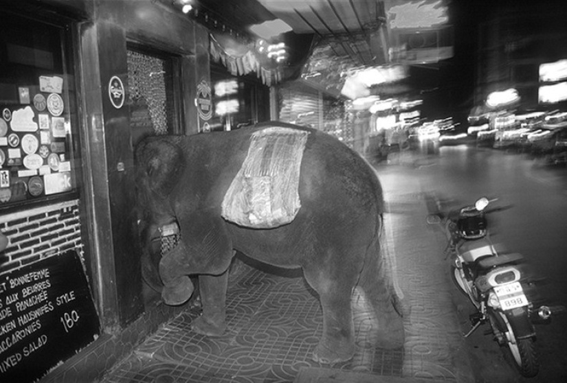 Strong photos about the difficult relationship of Asians with elephants