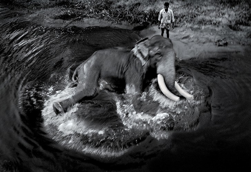 Strong photos about the difficult relationship of Asians with elephants