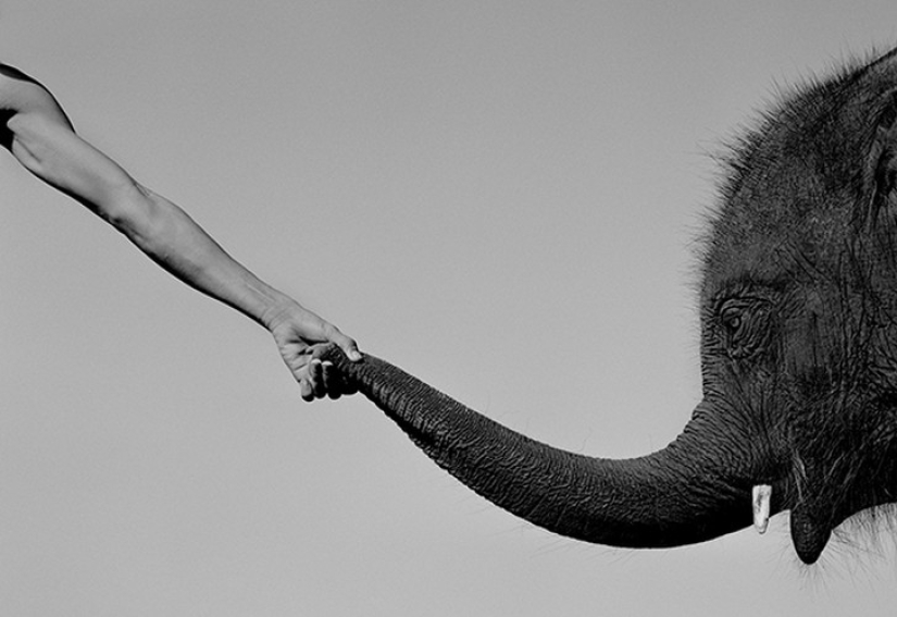 Strong photos about the difficult relationship of Asians with elephants