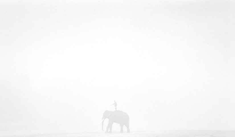 Strong photos about the difficult relationship of Asians with elephants
