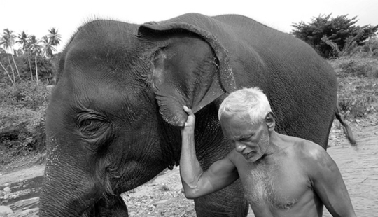 Strong photos about the difficult relationship of Asians with elephants