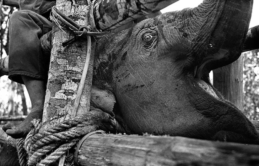 Strong photos about the difficult relationship of Asians with elephants