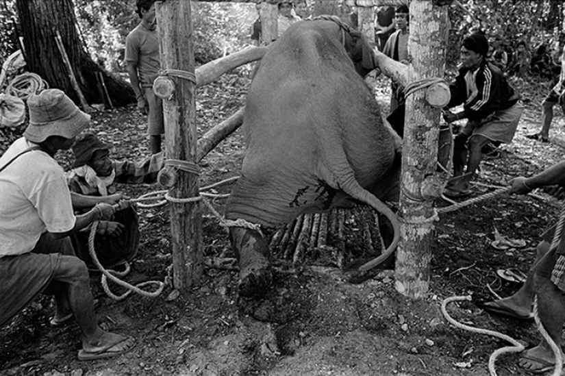 Strong photos about the difficult relationship of Asians with elephants