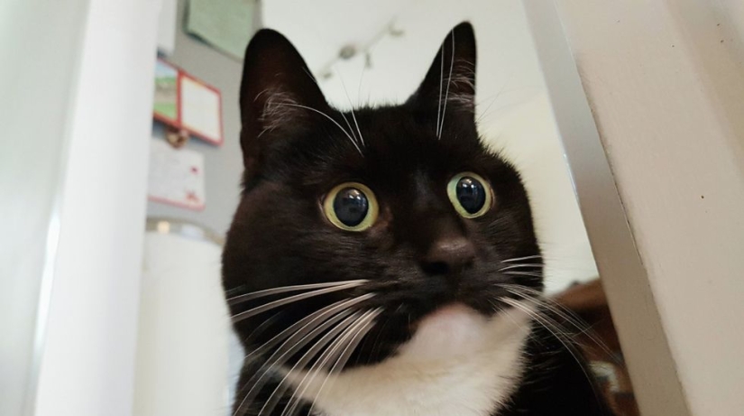 Stunned cat Zelda wins hearts on the Internet with her freaky look