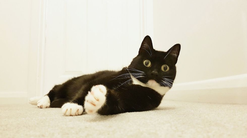 Stunned cat Zelda wins hearts on the Internet with her freaky look