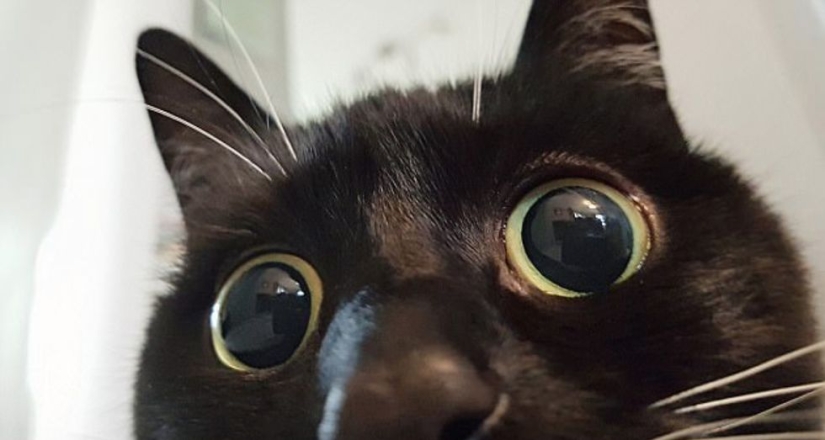 Stunned cat Zelda wins hearts on the Internet with her freaky look