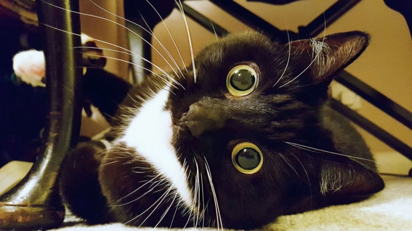 Stunned cat Zelda wins hearts on the Internet with her freaky look