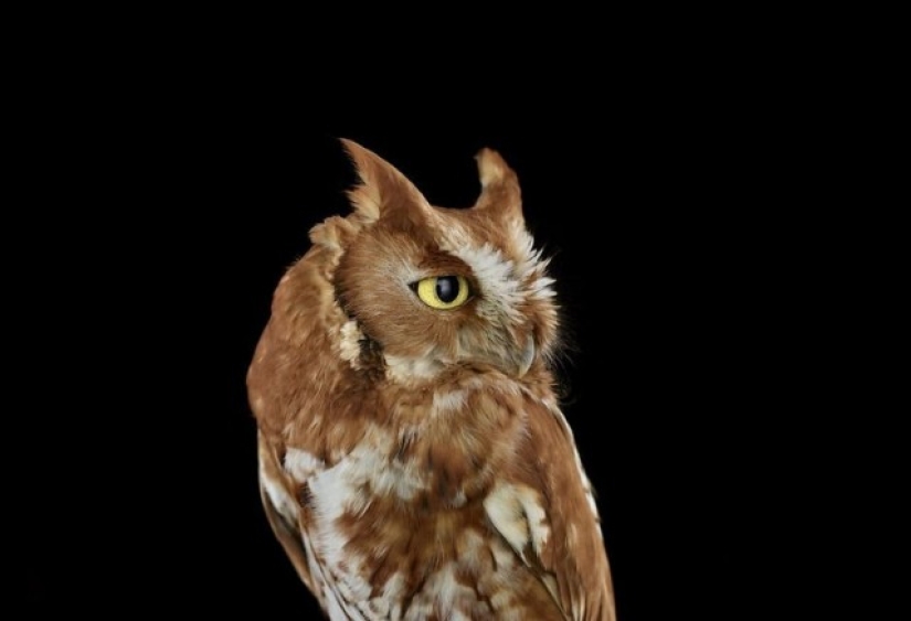 Stunning portraits of wild owls