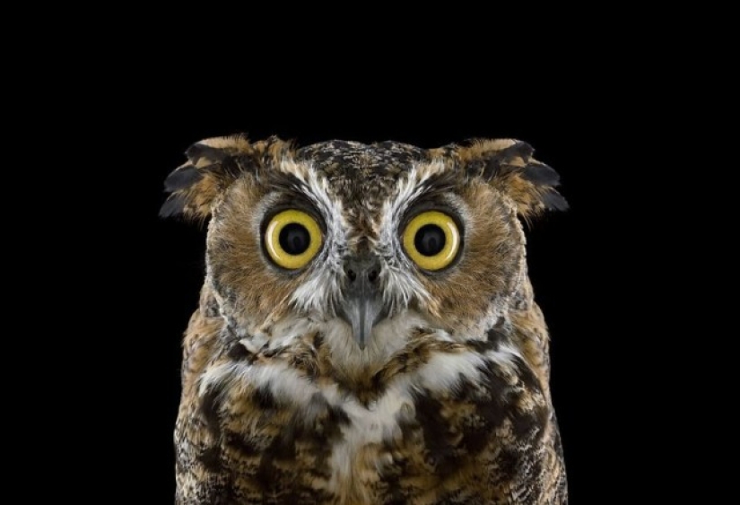 Stunning portraits of wild owls