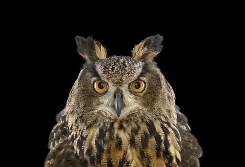 Stunning portraits of wild owls