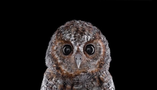 Stunning portraits of wild owls Stunning portraits of wild owls