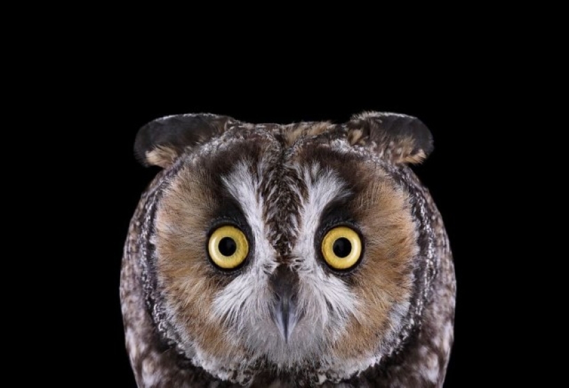 Stunning portraits of wild owls
