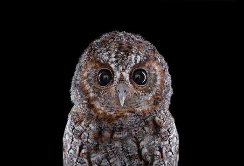 Stunning portraits of wild owls