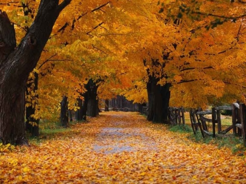 Such different wallpapers: Microsoft paid 100 thousand for "Serenity" and 45 dollars for "Autumn"