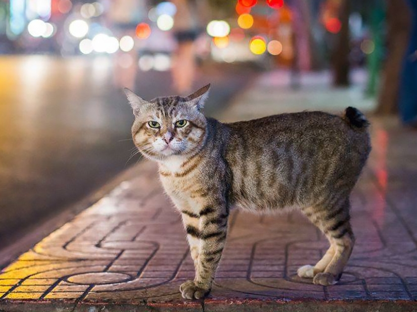 Tailandia al revés: ¡algo que ni siquiera podrías adivinar! Tailandia al revés: ¡algo que ni siquiera podrías adivinar!