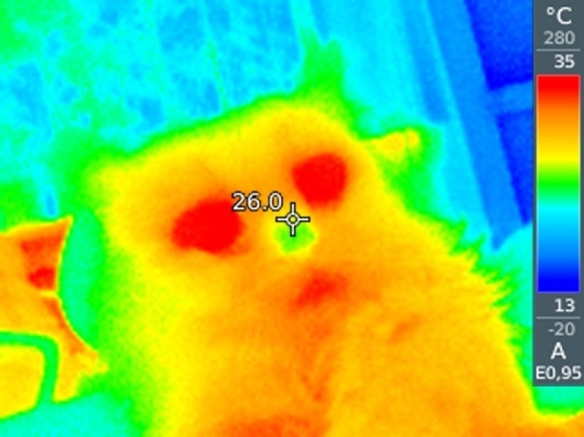 Take care of your family and warmth! How familiar things look through a thermal imager