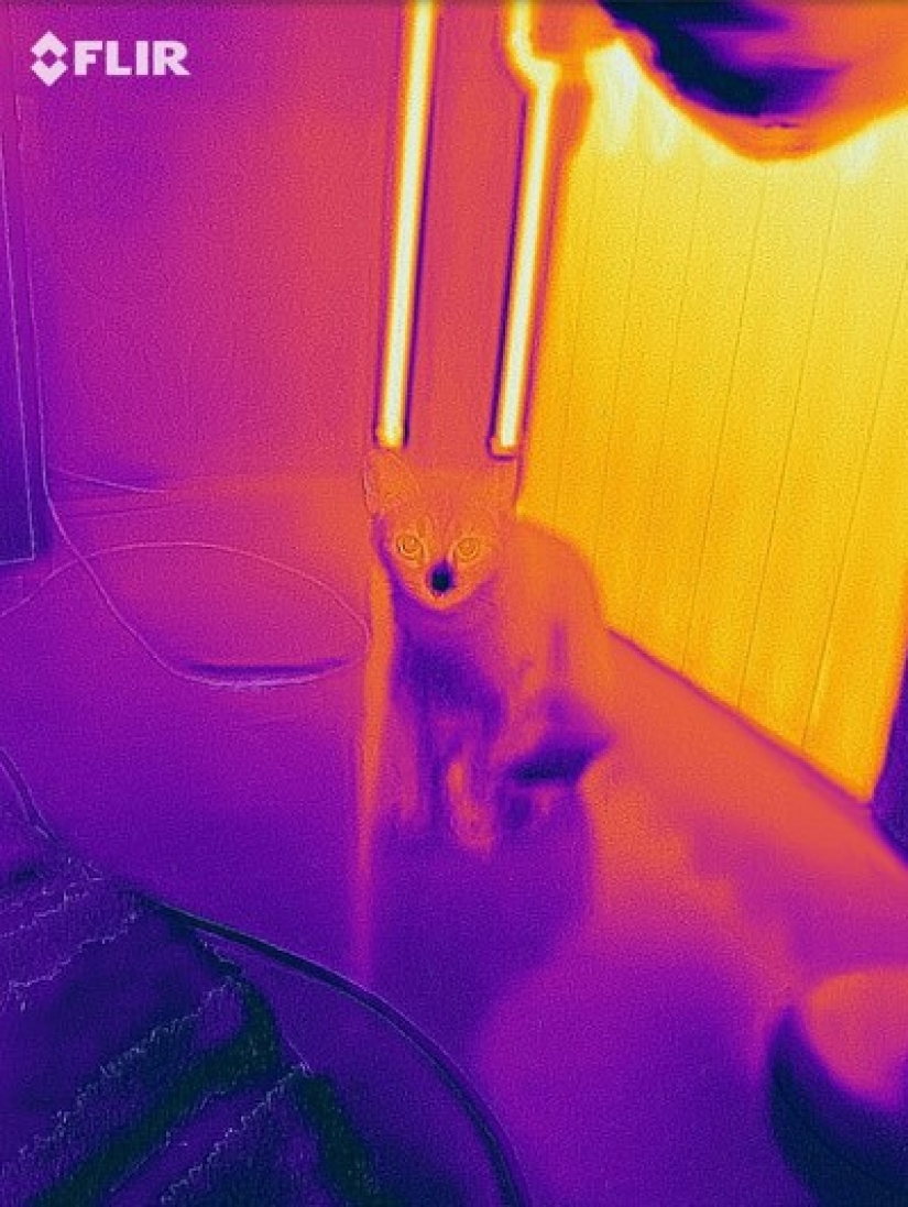 Take care of your family and warmth! How familiar things look through a thermal imager