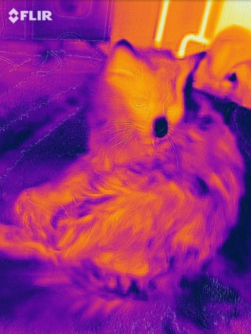 Take care of your family and warmth! How familiar things look through a thermal imager