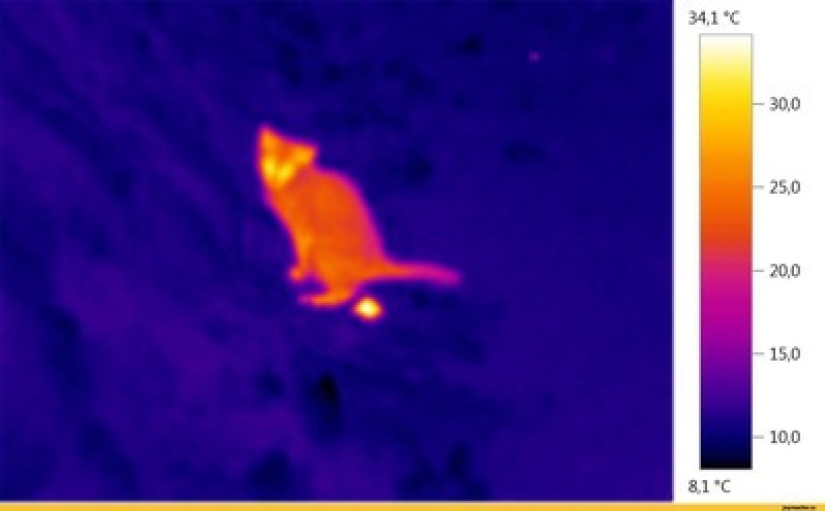 Take care of your family and warmth! How familiar things look through a thermal imager